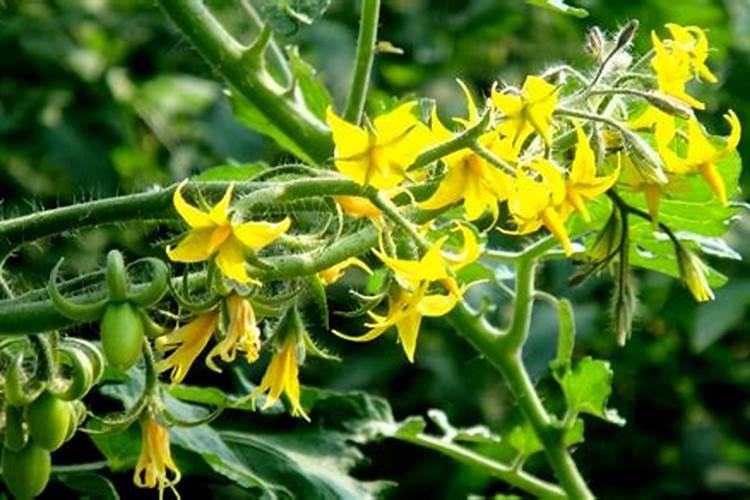 辣椒开花施什么肥适合 可以施加氮肥吗