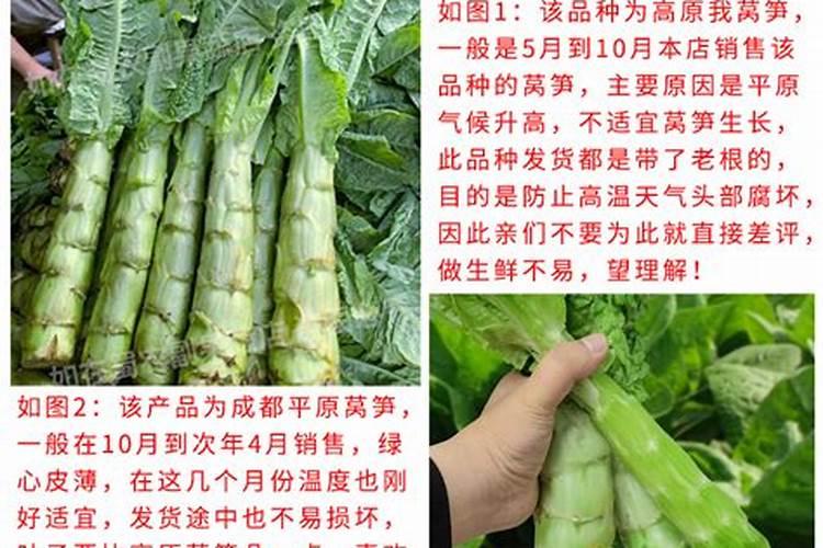 怎样防止青笋茎杆腐烂？