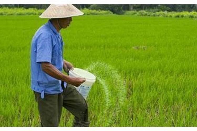 叶面喷施硼肥的最佳时间硼肥应该怎么用