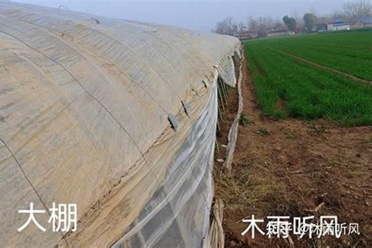 尿素当叶面肥使用方法