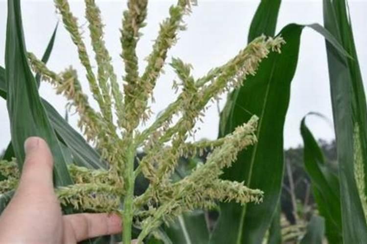 玉米扬花期能打叶面肥吗