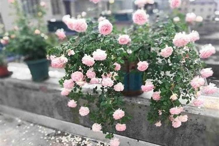 浇花用什么肥料浇最好