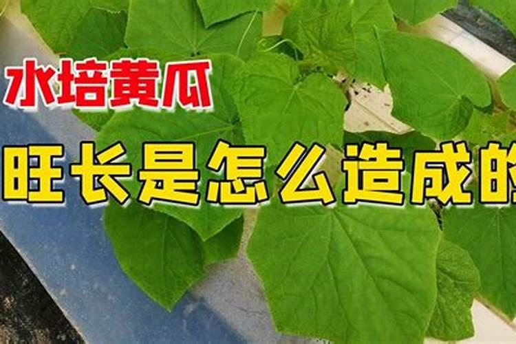 氮肥供应过多会导致植物