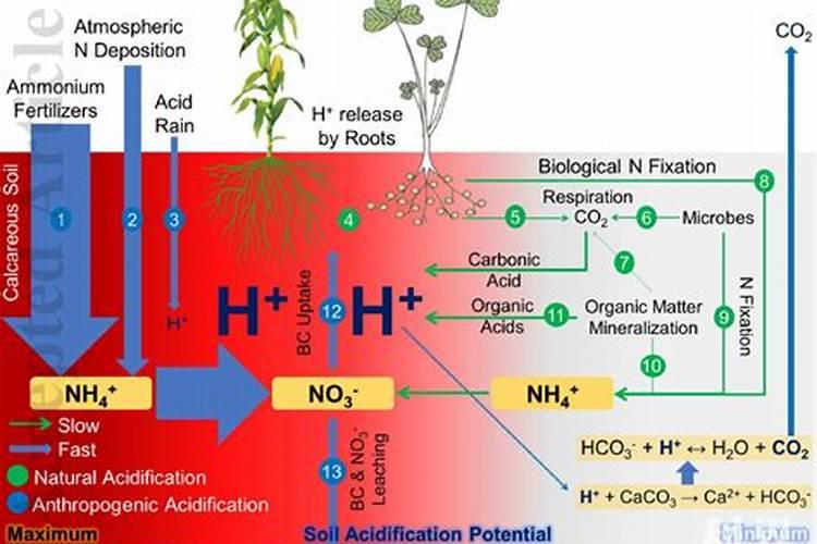 我的吊兰只长叶子不出条,这是为什么呢？