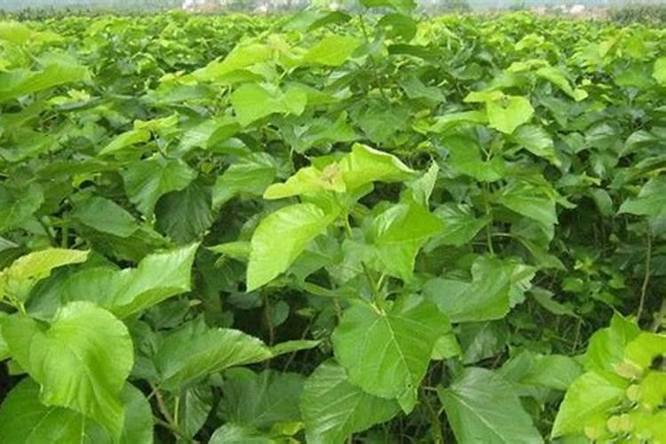 大棚桑葚高产种植技术