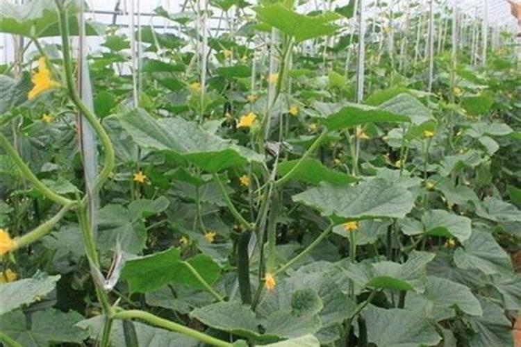 蔬菜用什么农药