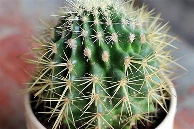种植金银花还有钱途吗？