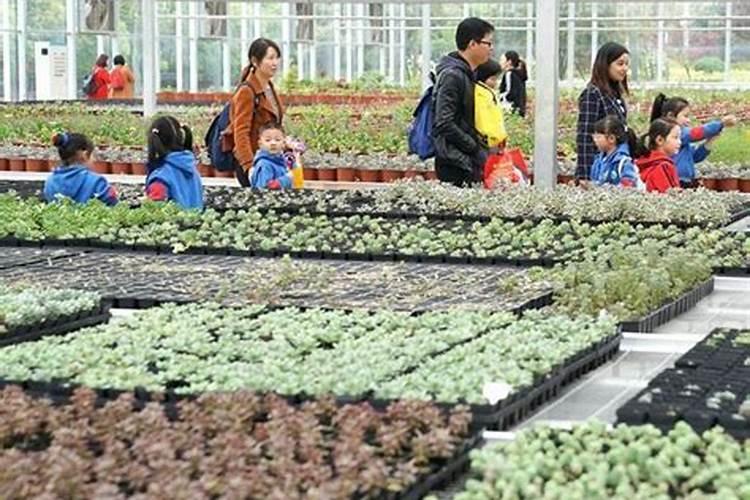 锌肥叶面喷施注意事项