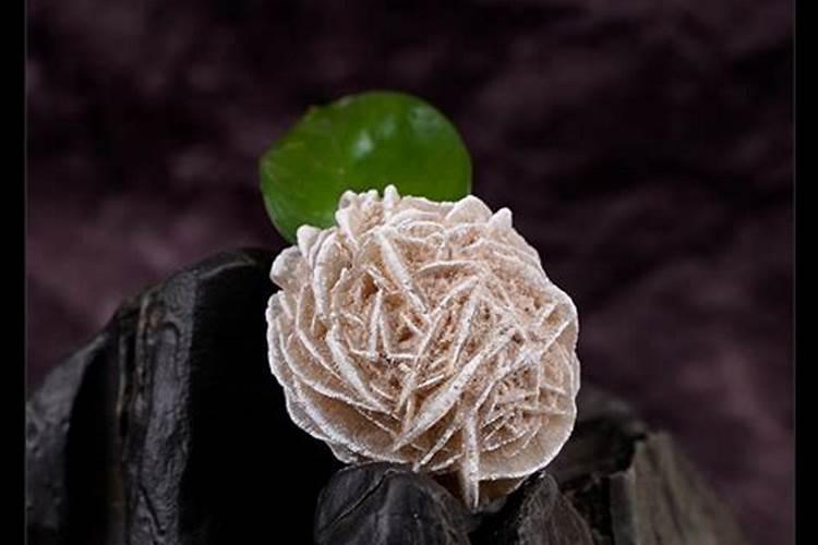 蓝宝石兰花开黄白色花正常吗？