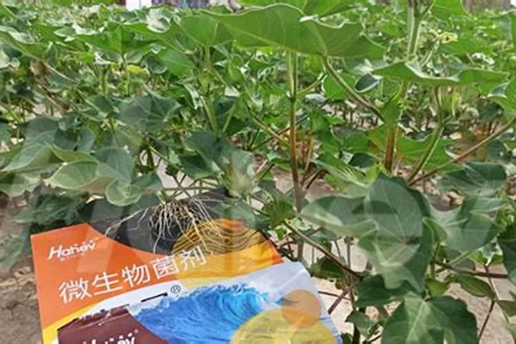 微量元素水溶肥多久用一次 微量元素水溶肥料的适用作物和使用方法