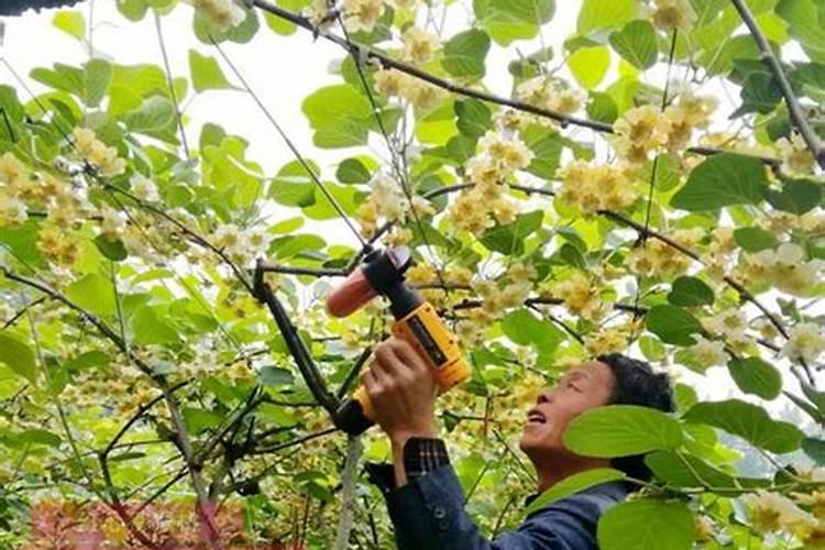硼肥有膨果作用吗 硼肥是什么肥料