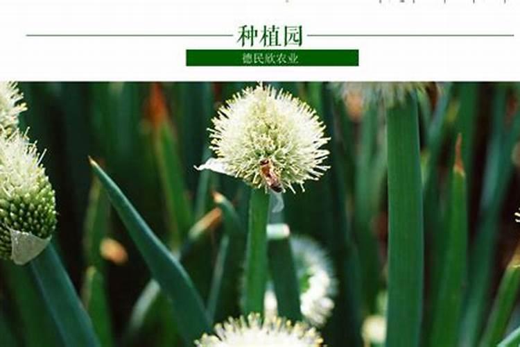 毛葱用啥叶面肥最好
