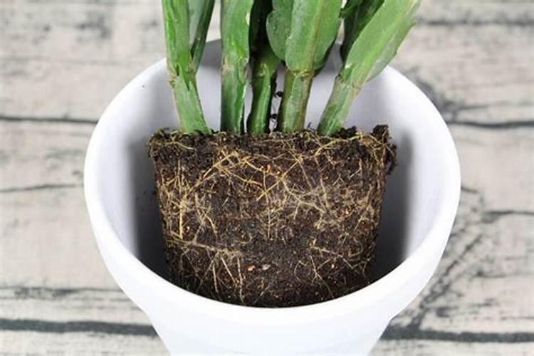 蟹爪兰可以用缓释肥吗