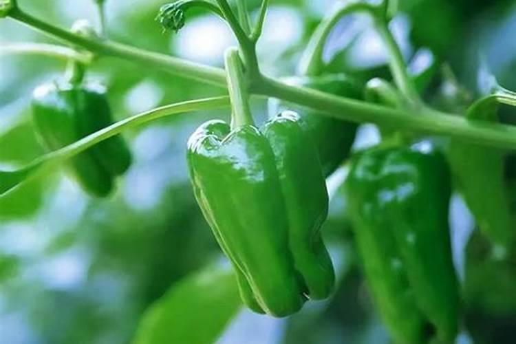 天天下雨辣椒苗全死了,用什么药可以防治？