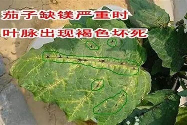 茄子主要营养元素的缺素症状表现是什么？有哪些原因？如何防止？