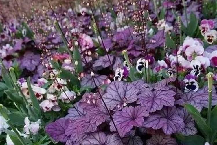 磷肥适合哪些花