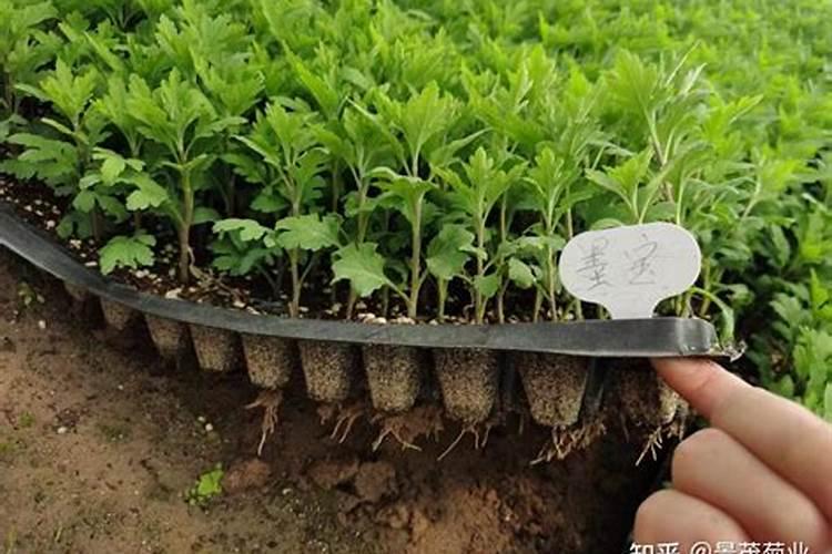 为什么我家里菊花苗长的像小树？