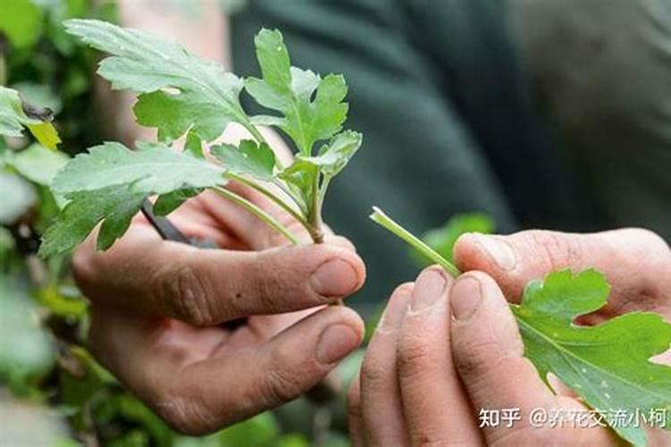 菊花扦插多久生根粉