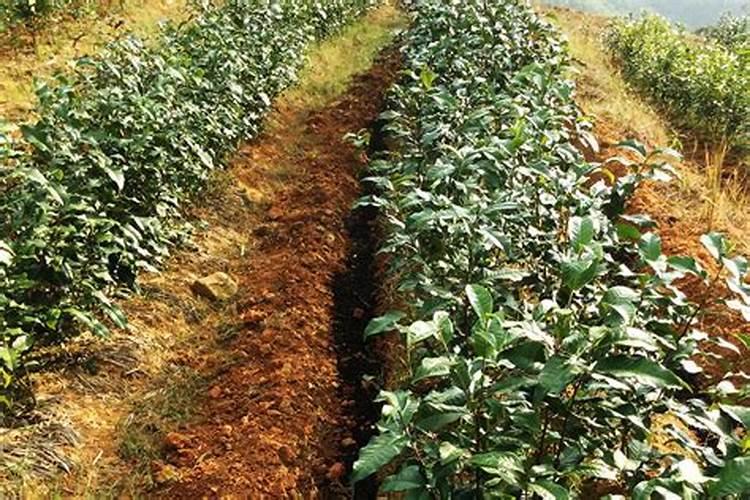 白茶施肥:安吉白茶茶园施什么肥好？