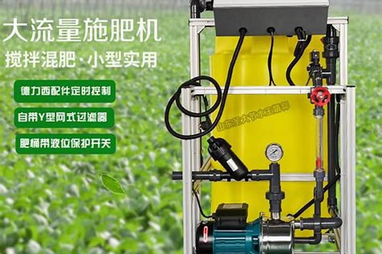 非洲菊的水肥管理