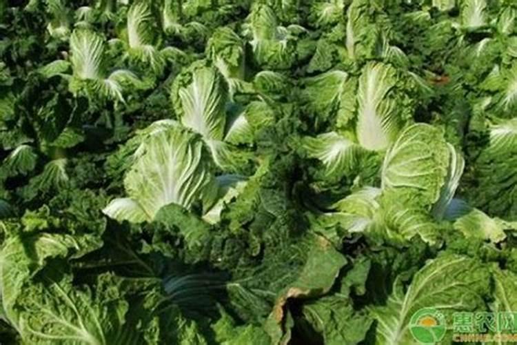 在种植大白菜的时候,使用什么肥料最好？