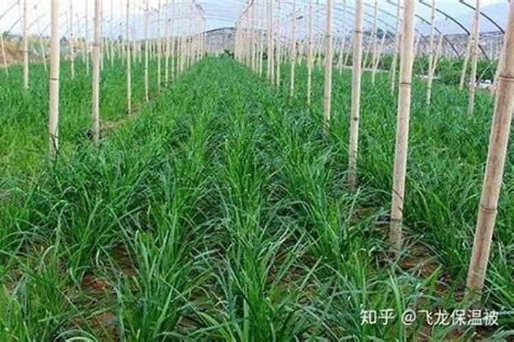 澳利亚复合肥怎么样