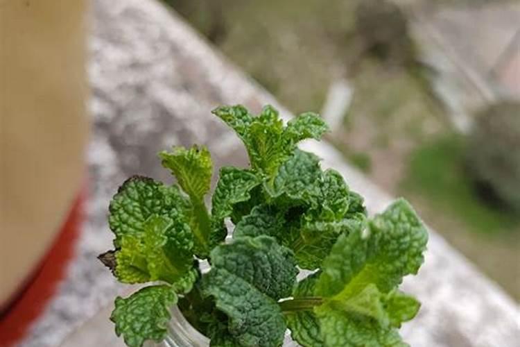 薄荷怎么养才能长得好
