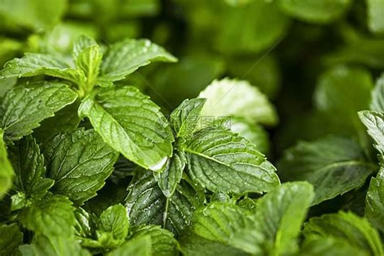 适合办公室养的花