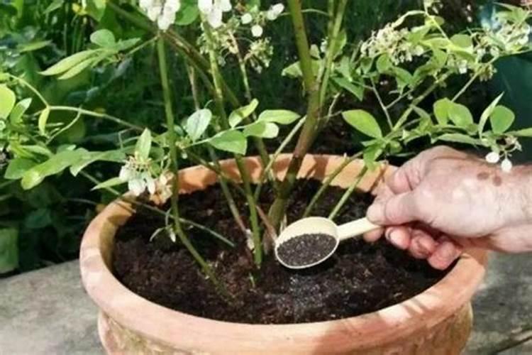钾肥对植物的作用