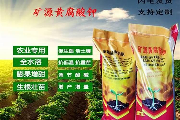 盆栽散尾葵能使用黄腐酸钾吗？