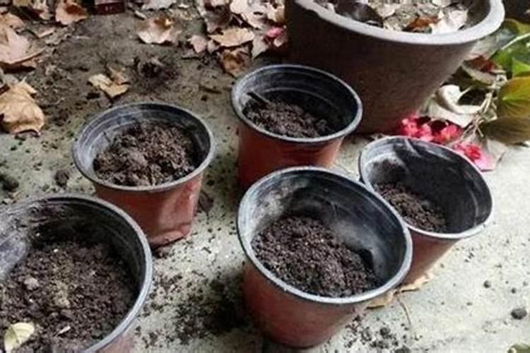 落地生根水肥管理技巧