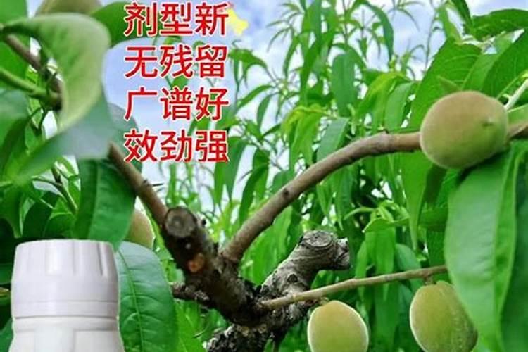桃树用什么肥料最好