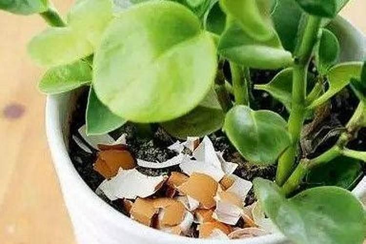 磷元素花肥  浇花用的磷肥
