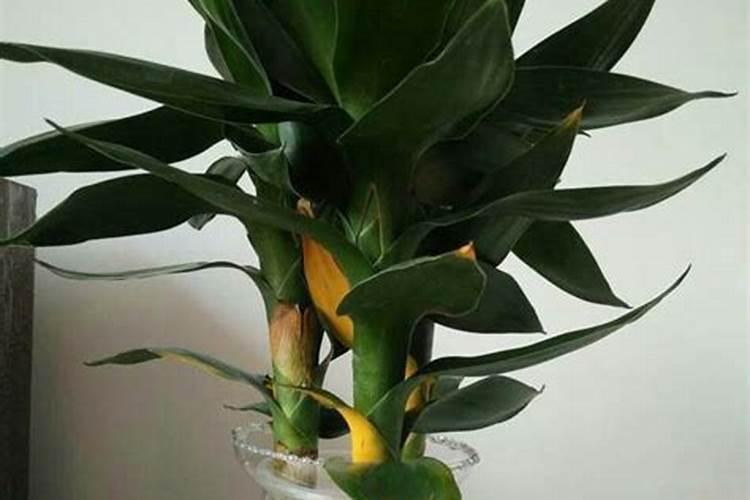 剪完的干花枝可以埋在土里当肥料吗？