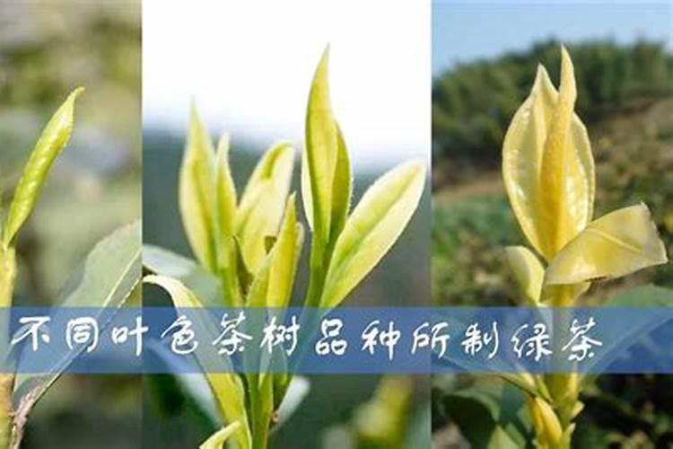 种油茶树怎样施肥？