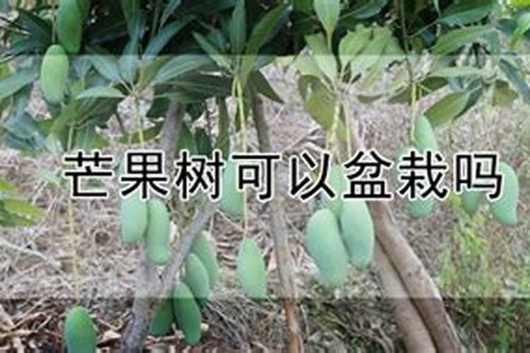 芒果盛果期如何施肥