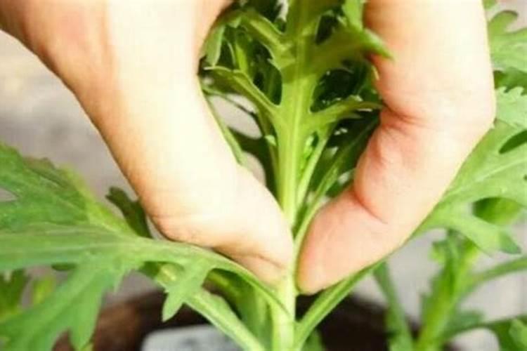 玛格丽特菊花怎么养