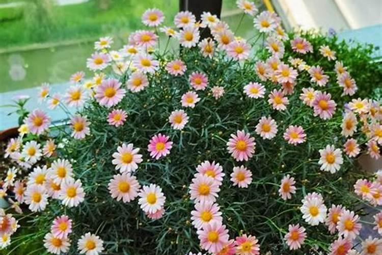 玛格丽特菊花怎么养