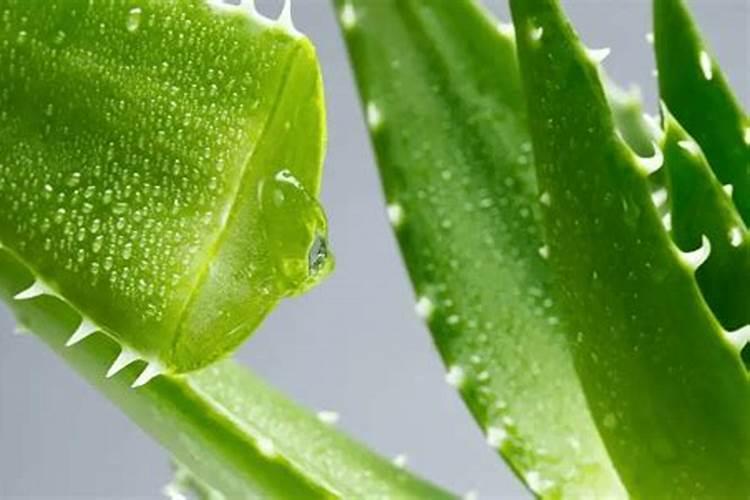 你还在买“花肥”种花吗？高手不这样自制的“发根水”更有效