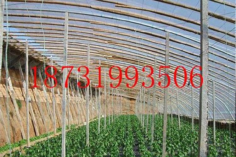 冬季大棚蔬菜用什么样的水溶肥效果比较好？