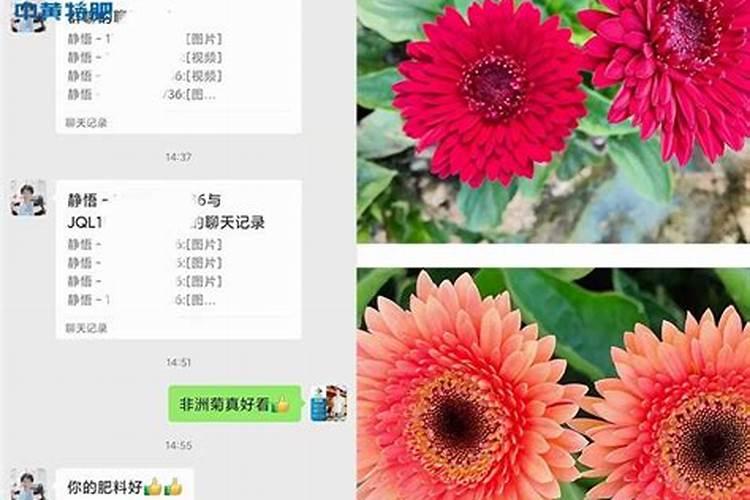 非洲菊施肥技术有什么需要注意的
