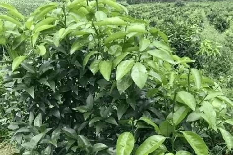 嘉宝果树施什么肥料最好？