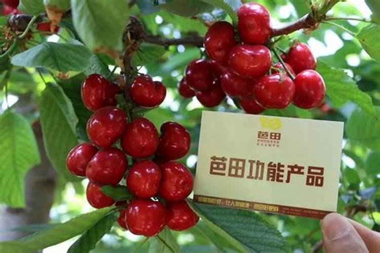 樱桃番茄施肥很关键,樱桃番茄施肥要求有哪些？