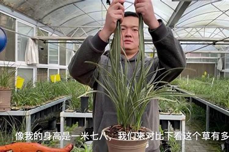 大花蕙兰怎样养才复花(大花蕙兰的养护知识)