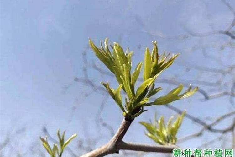 金枣的叶子卷曲(金枣叶子卷曲的原因及防治措施详解)