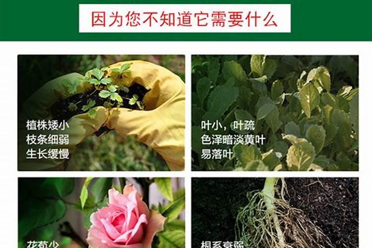 铁线莲施什么肥最好