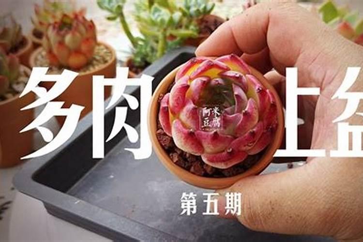 多肉植物可以施氮肥吗 多肉植物能施氮肥吗