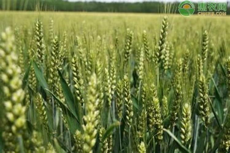 钙肥撒施好还是沟施好？