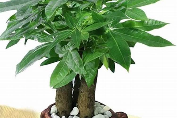 招财树如何施肥