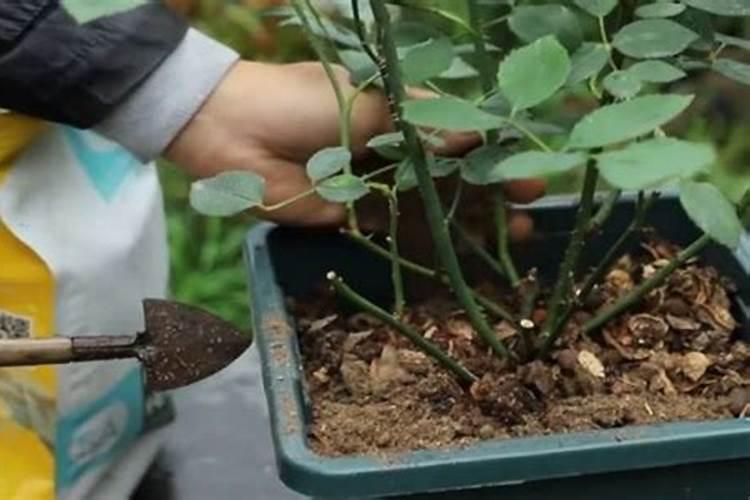 月季花肥用什么肥料好